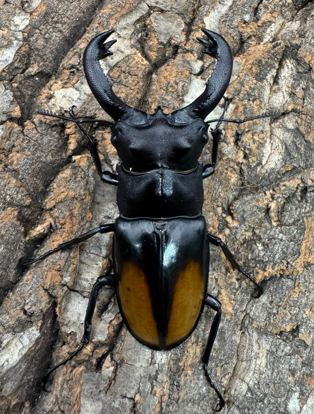 【WD】《セアカフタマタ（パリーフタマタ） 81mm A'品ペア》