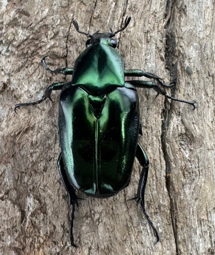 《ロドリゲストゲアシハナムグリ Free ペア》