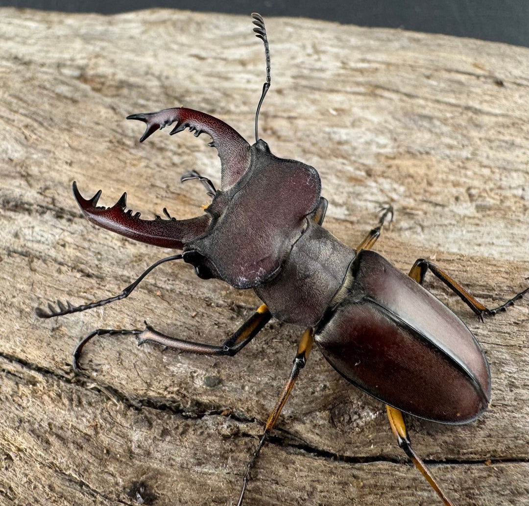 【WD】大型《ウーイーミヤマクワガタ 41.5mm ペア》