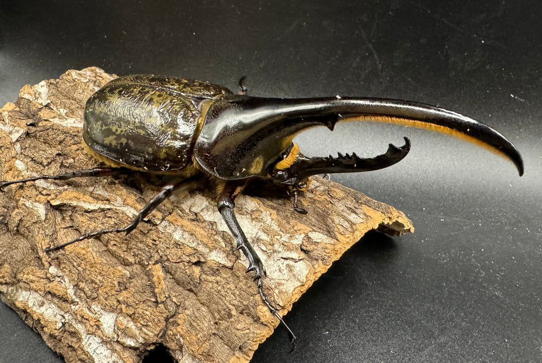 《ヘラクレス・ヘラクレス 126mm ペア》