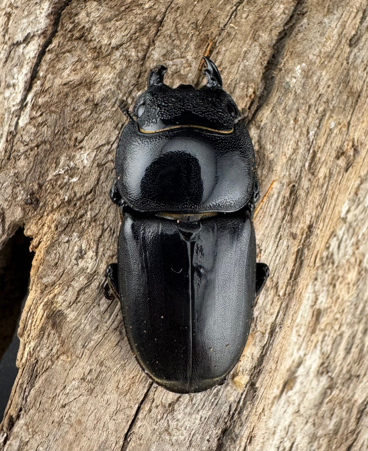 【WD】《ブルーダンヒラタクワガタ 90mm ペア》