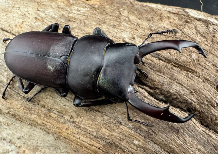 《ヤクシマコクワガタ 48mm ペア》