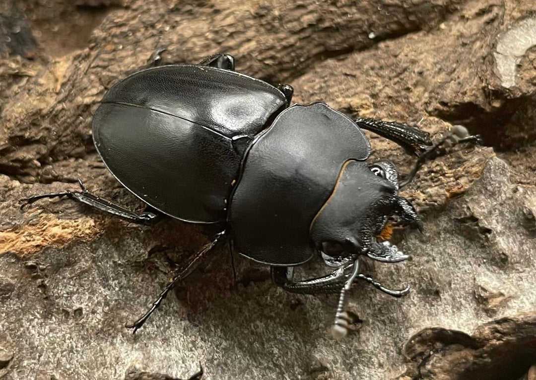 【WD】《プラティノータツヤクワガタ 42mmUP ペア》