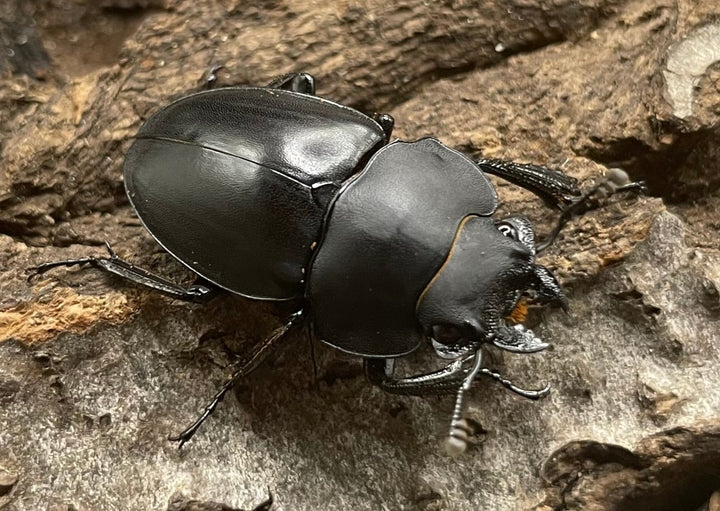 【WD】《プラティノータツヤクワガタ 42mmUP ペア》