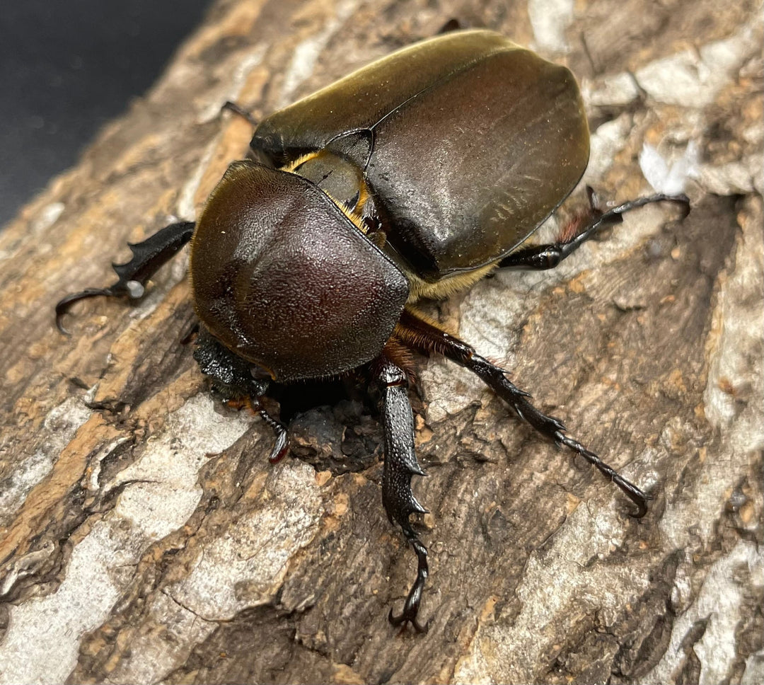 《ヤマトカブトムシ ペア》②