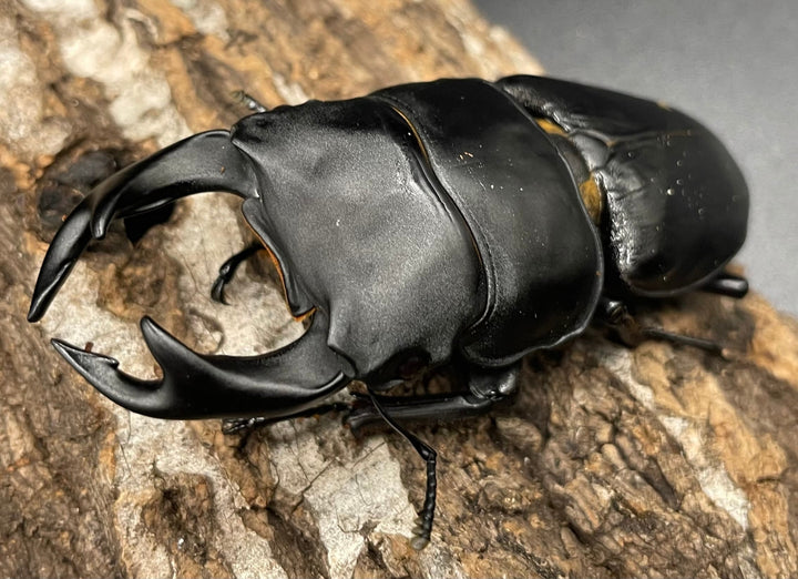 《オオクワガタ 久留米血統 75mm ペア》