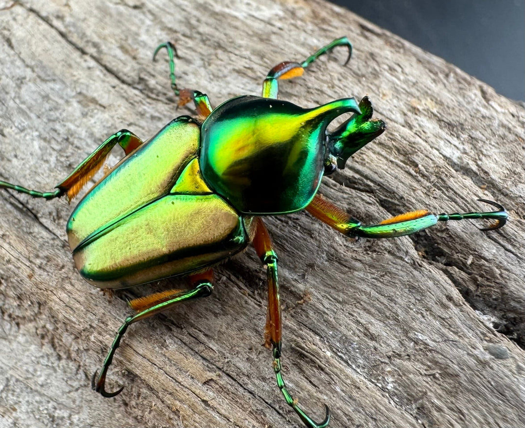 【WD】《セブヒメカブトハナムグリ亜種kachikun ♀グリーン系 ペア》