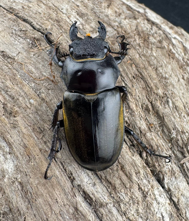 【WD】《チベットミヤマ亜種singularis 62mm ペア》