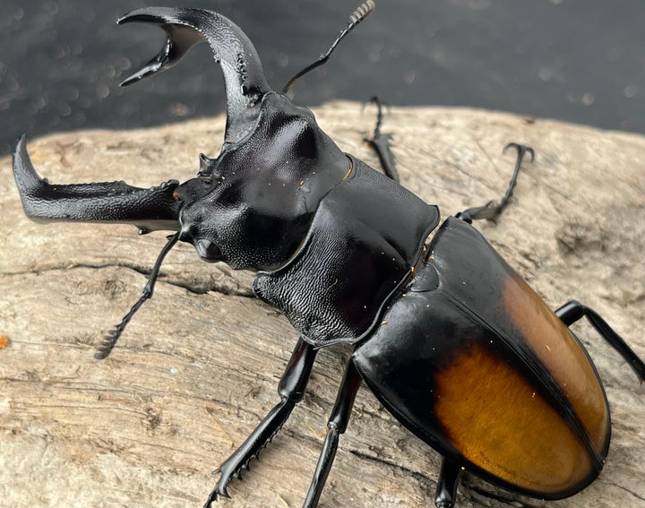 【WD】《セアカフタマタ（パリーフタマタ） 84.5mm ペア》