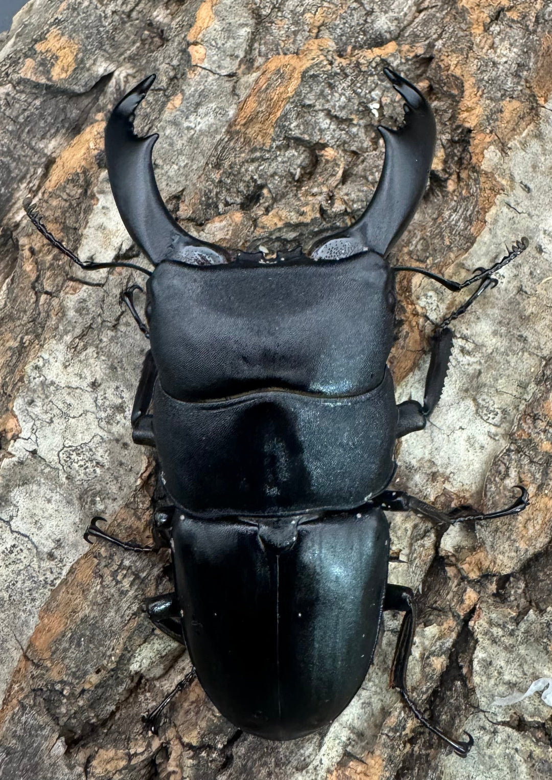 【WD】《西ペレンオオヒラタ 82.5mm ペア》