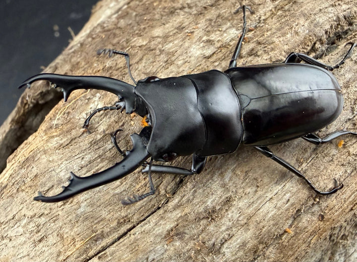 【WD】《ブッダノコギリ原名亜種 40mm ペア》