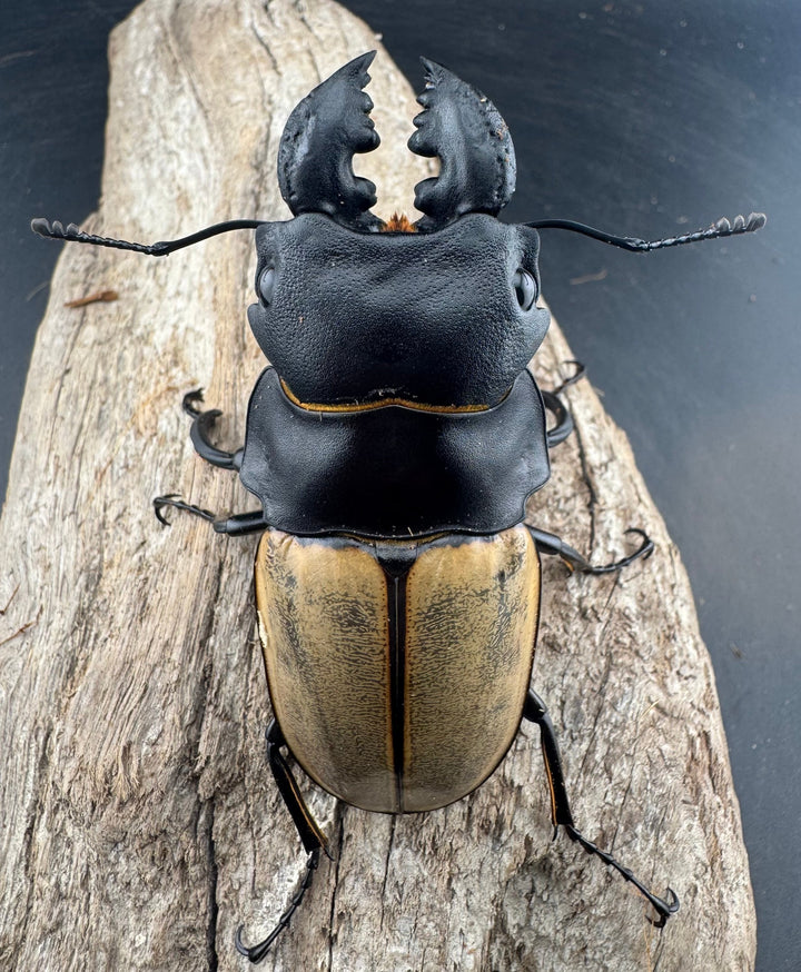 【WD】大型《カステルナウディツヤ 83mm ペア》