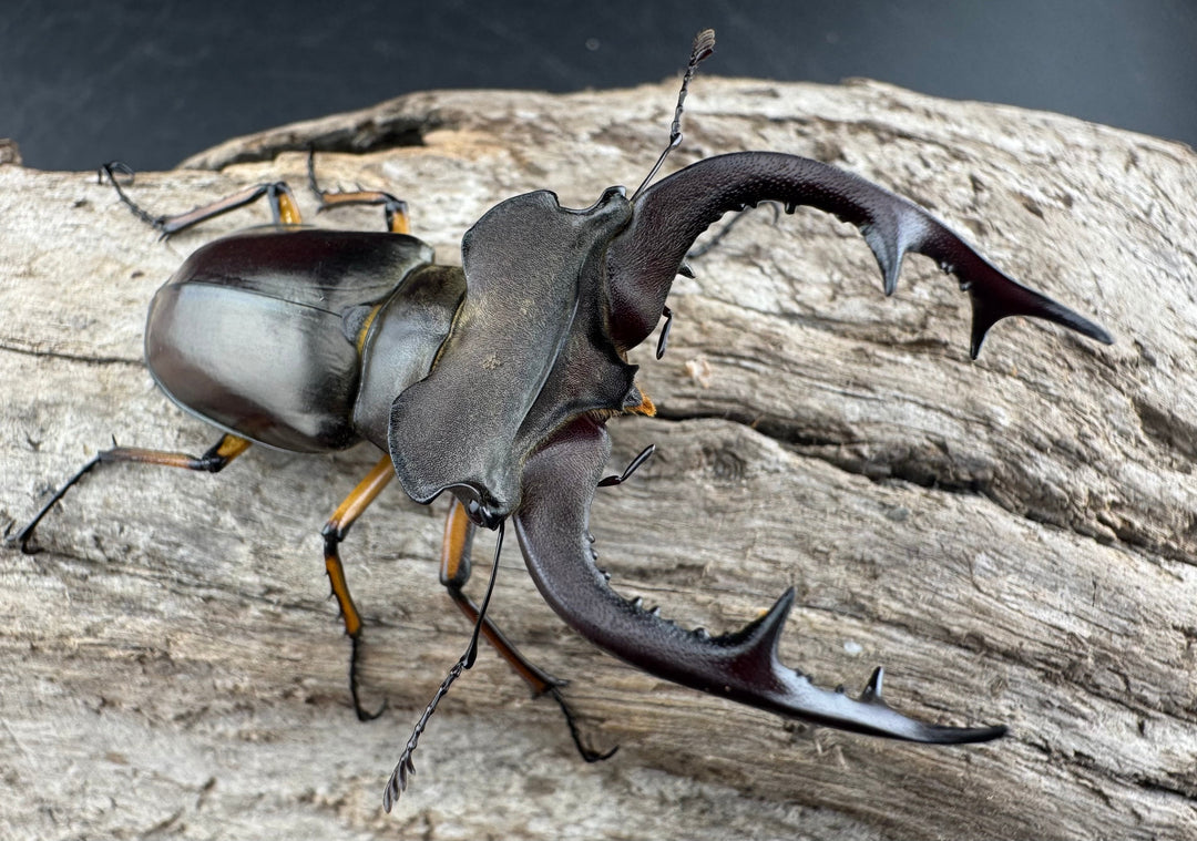 【WD】《フェアメイルミヤマ 雅安市産 58mm ペア》