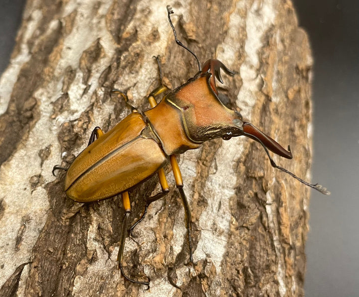 【WD】大型大歯《アラガールホソアカ 55mmUP ペア》