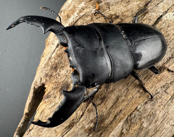 【WD】《スマトラオオヒラタ アチェ産 73mm ペア》