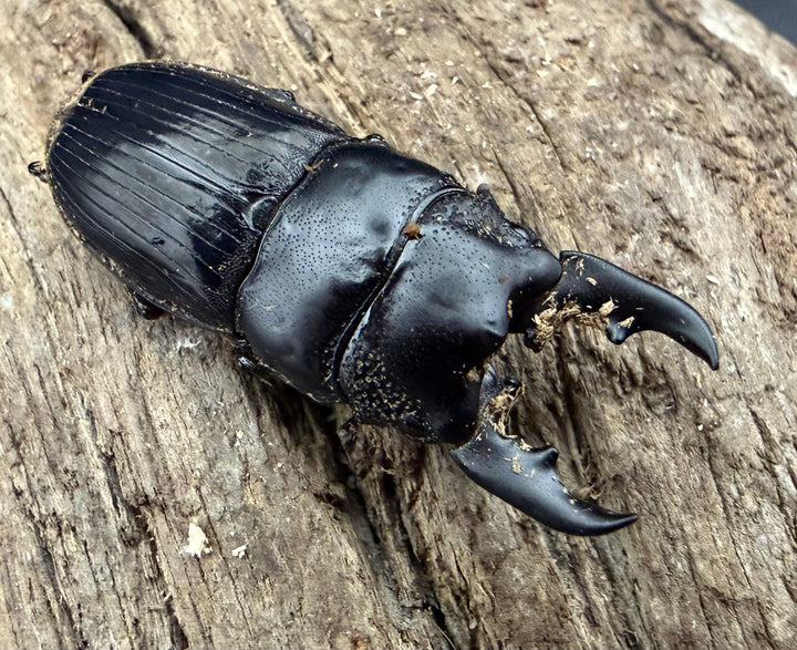 【WD】《アクミナートゥスネブト 33mm ペア》