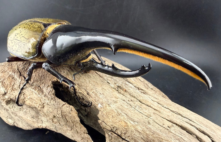 《ヘラクレス・ヘラクレス 145mm ペア》