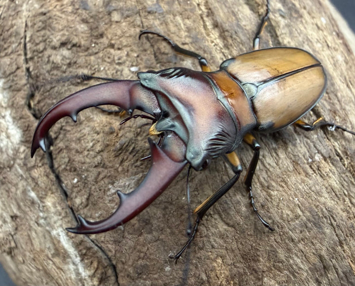 【F0】《エルサホソアカ 剣河県産 37mm ♂♀♀トリオ》