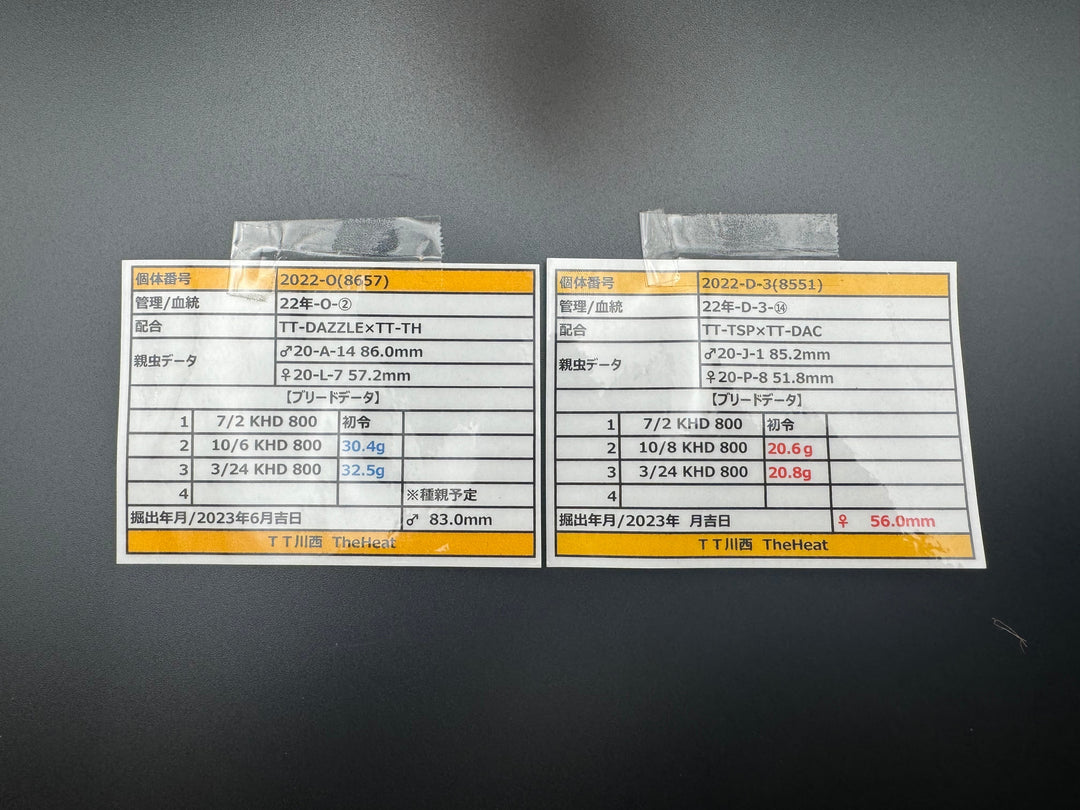 《オオクワガタ TT川西血統 83mm ペア》ヒート氏ブリード個体