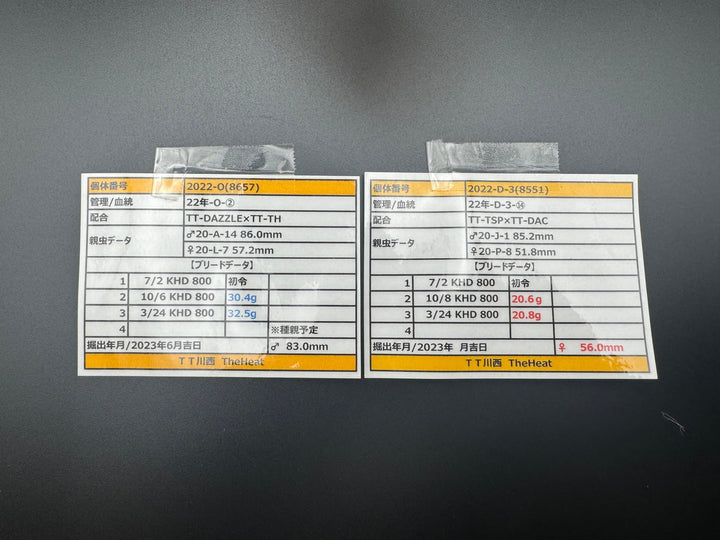 《オオクワガタ TT川西血統 83mm ペア》ヒート氏ブリード個体