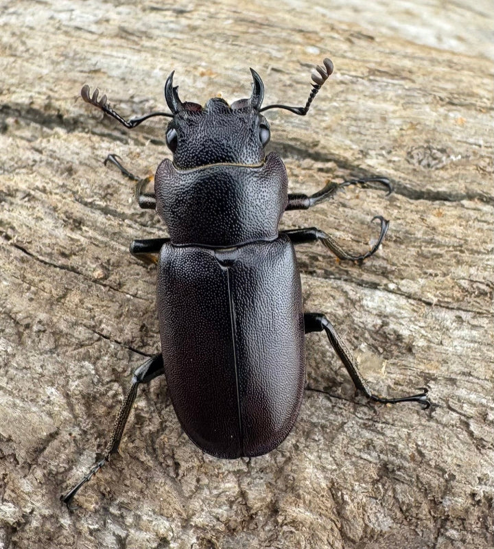 【美麗】《メタリフェルホソアカ亜種finae 78mm ペア》わたくわ氏ブリード個体