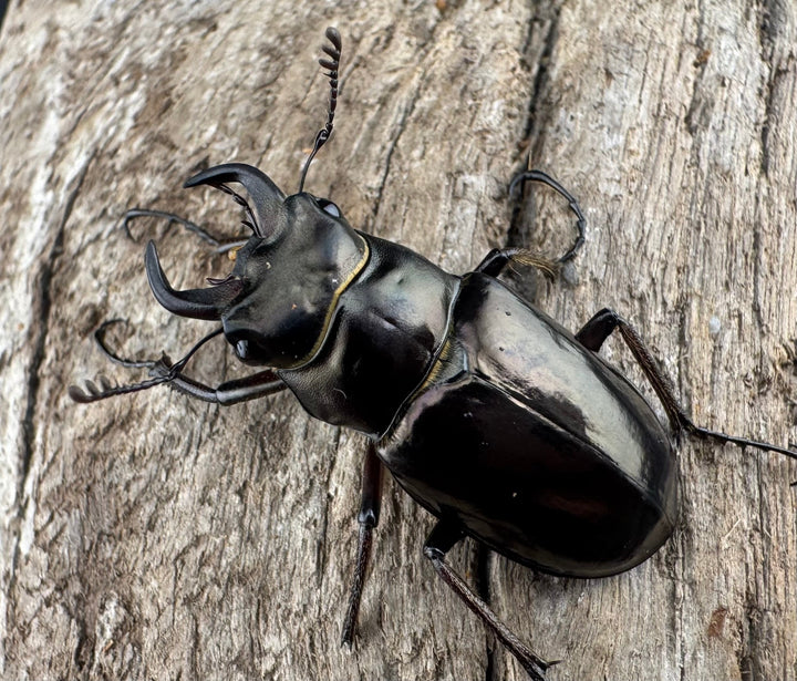 【WD】《プロメテウスミヤマクワガタ 32mm A’品ペア》