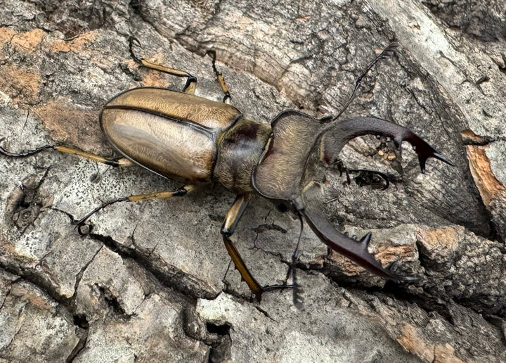 【WD】《デラバイミヤマ 43mm B品ペア》