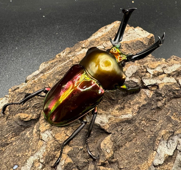《ニジイロクワガタ 58mm ペア》
