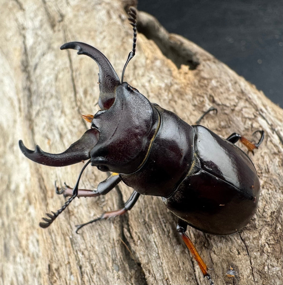 【WD】《イミタトールミヤマ（イミテーターミヤマ） 39.5mm ペア》