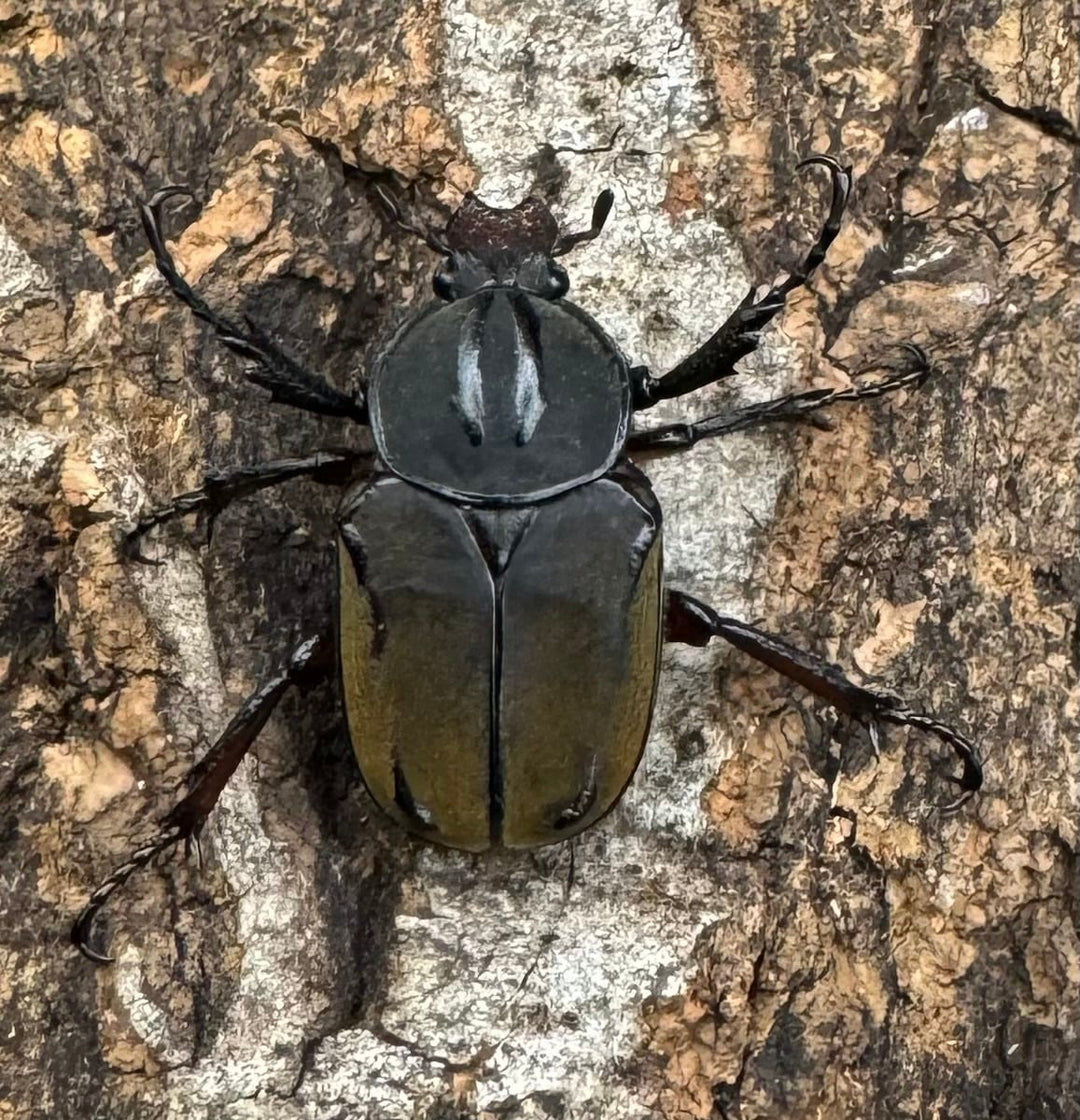 【WD】ワリックツノハナムグリ亜種bowringi ペア