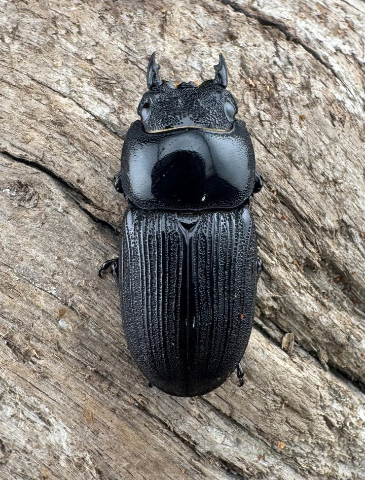 【WD】《ジャワパリーオオクワ 63mm ペア》