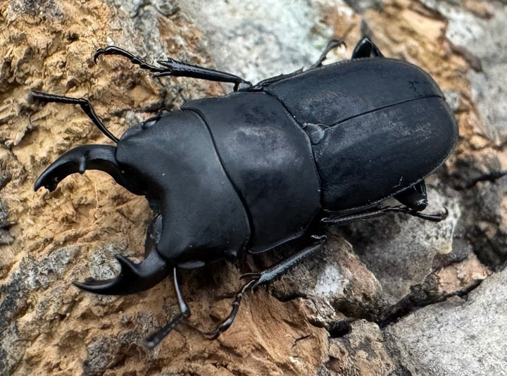 【WF2】《メタドルクス ロトゥンダトゥス 17.5mm ペア》