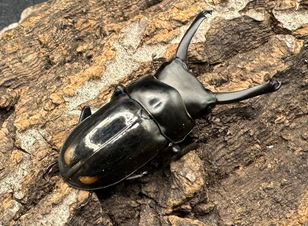 《ヒマラヤコクワ 39mm ペア＋♂おまけ》