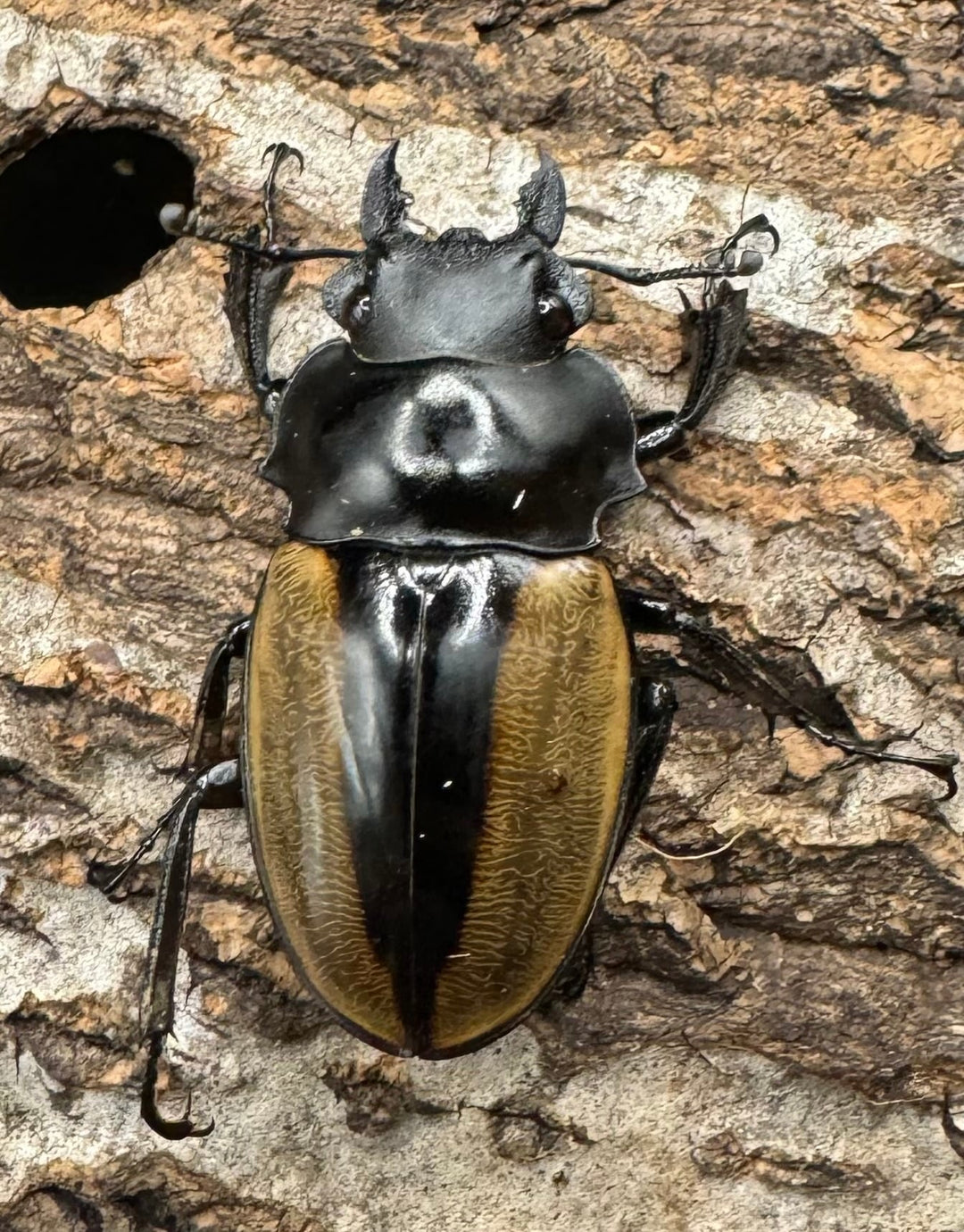 【WD】《ルデキンツヤクワガタ 63mm ペア》