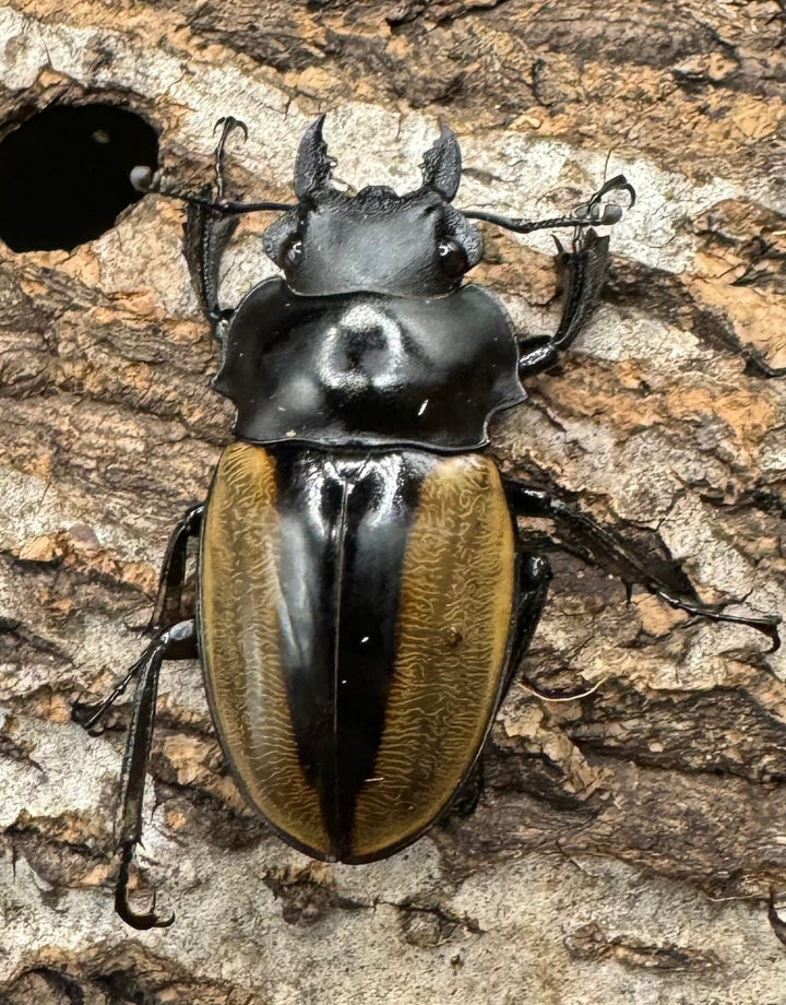 【WD】《ルデキンツヤクワガタ 63mm ペア》