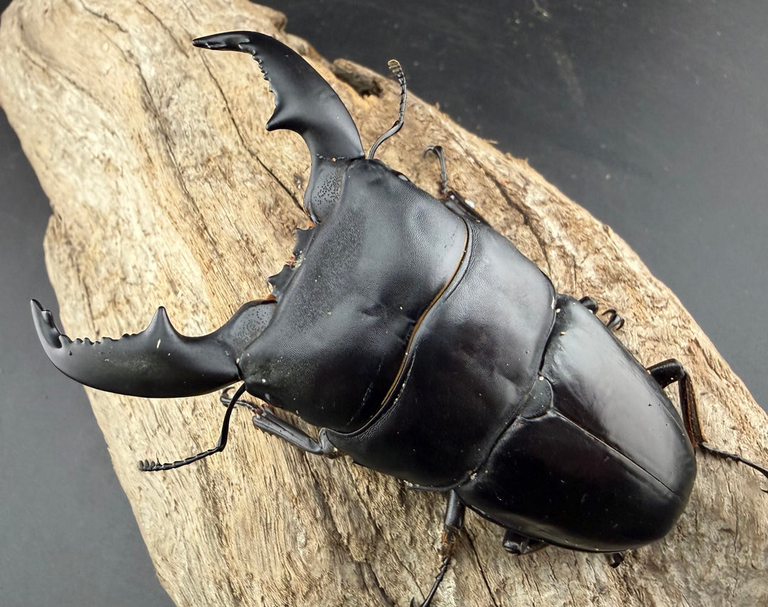 【WD】《スマトラオオヒラタ アチェ産 94.5mm ペア》