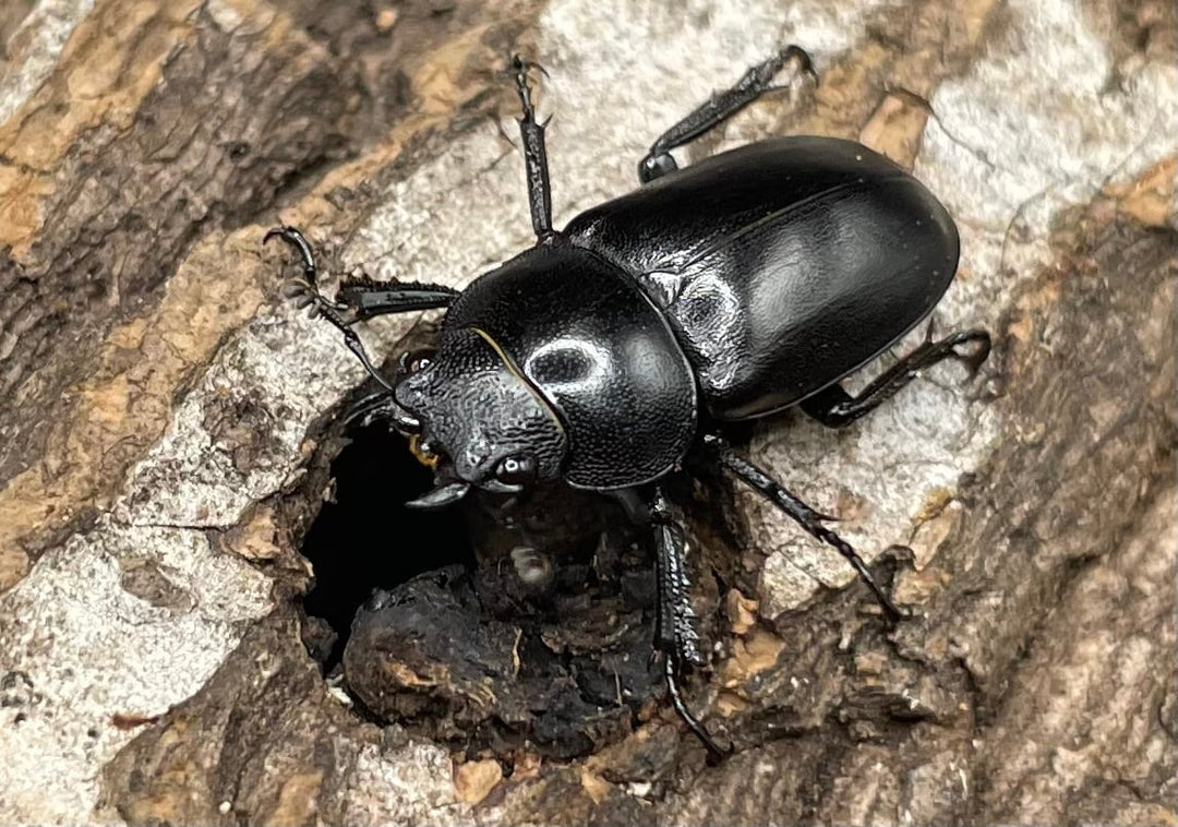 【WD】《オーエンノコギリクワガタ中国亜種melli 36.4mm ♂♀B品♀トリオ》