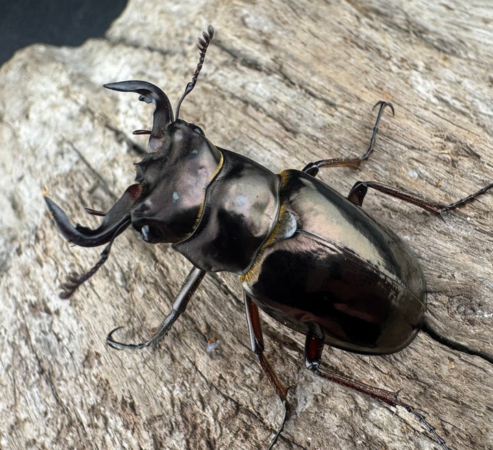 【WD】《レスネミヤマクワガタ 34.5mm ペア》