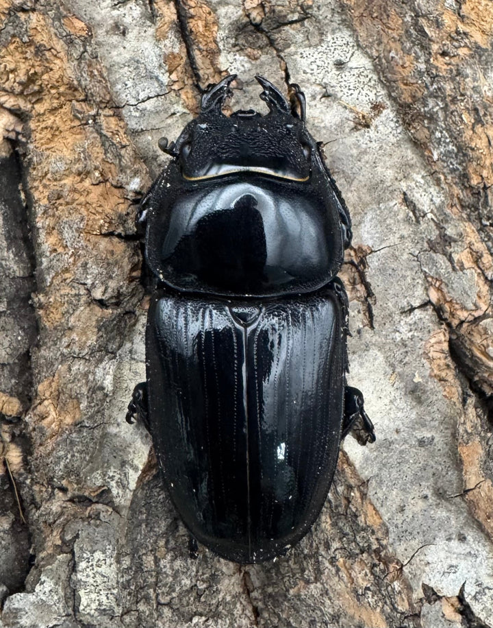 《タイワンオオクワガタ 72mm ペア》