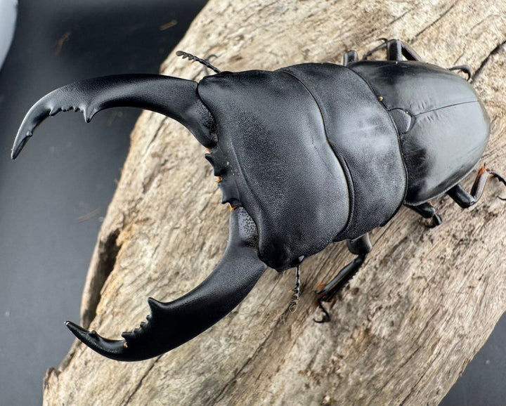 【WF2】《テイオウヒラタクワガタ 87mm ペア》