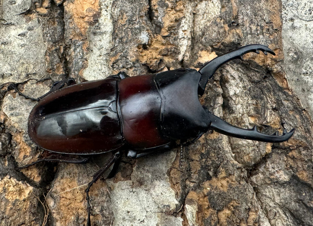 【WD】《ドルサリスノコギリ原名亜種 イロコスノルテ産 49mm ペア》