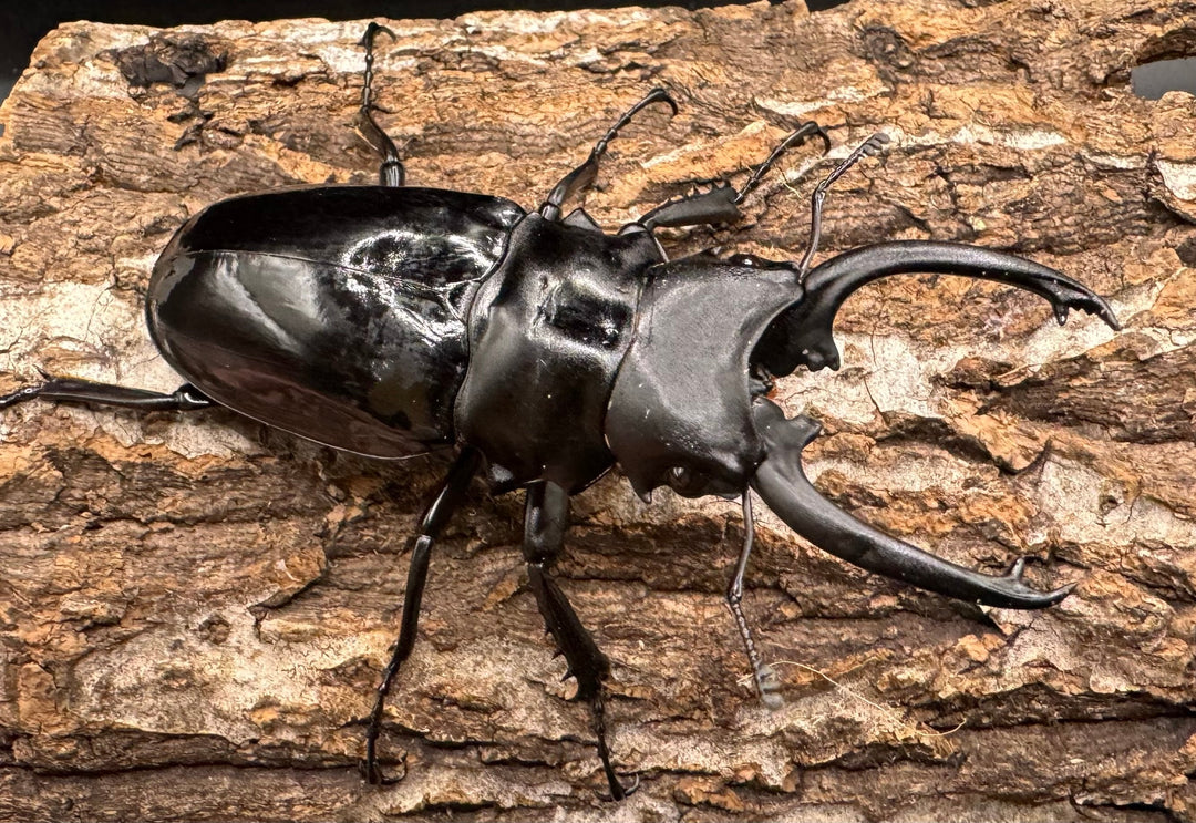 【WD】《ダールマンツヤクワガタ亜種celebensis 81.5mm ペア》