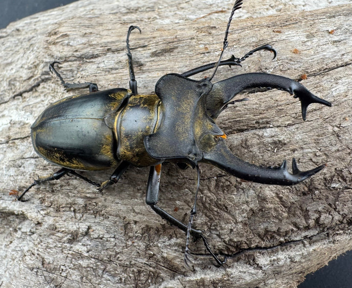 【WD】《セリケウスミヤマ原名亜種 61.5mm ペア》