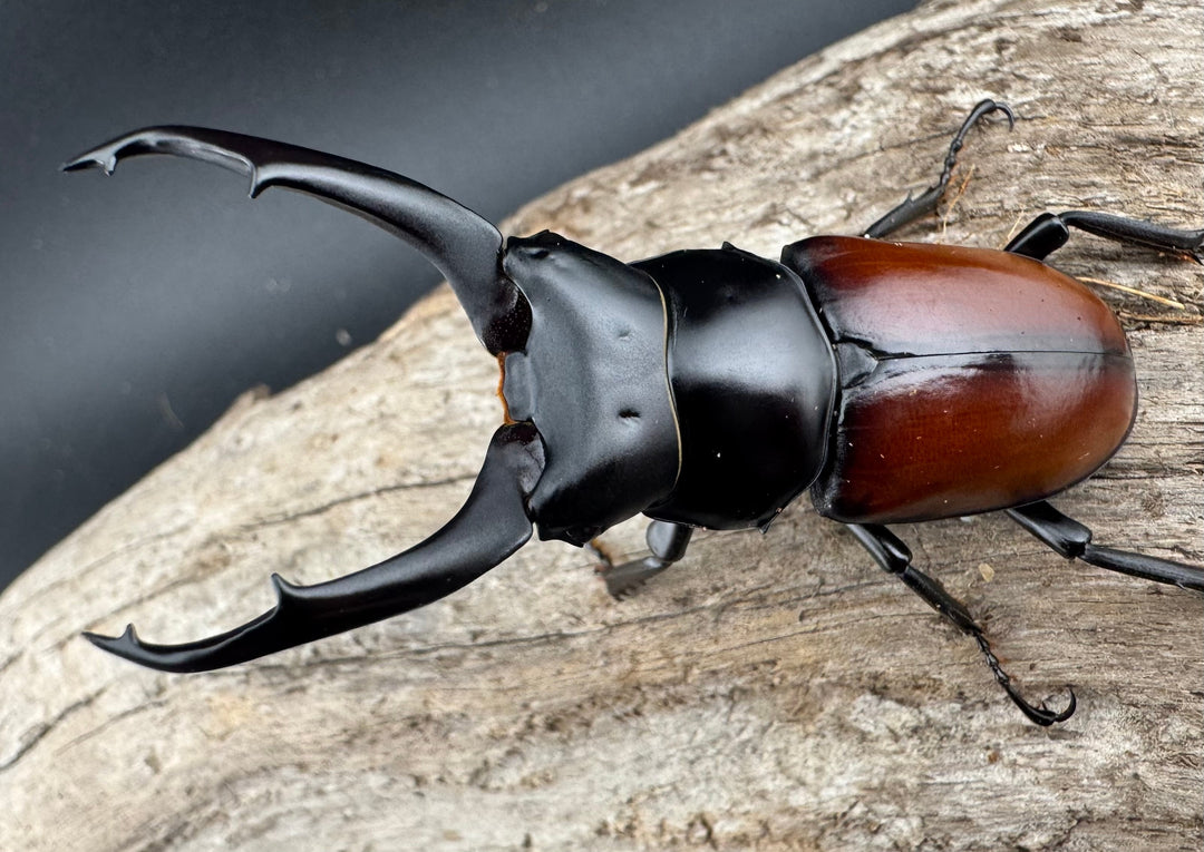 【WD】《マクレイコクワ チベット産 64mm ペア》