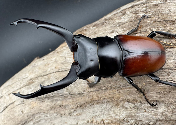 【WD】《マクレイコクワ チベット産 64mm ペア》