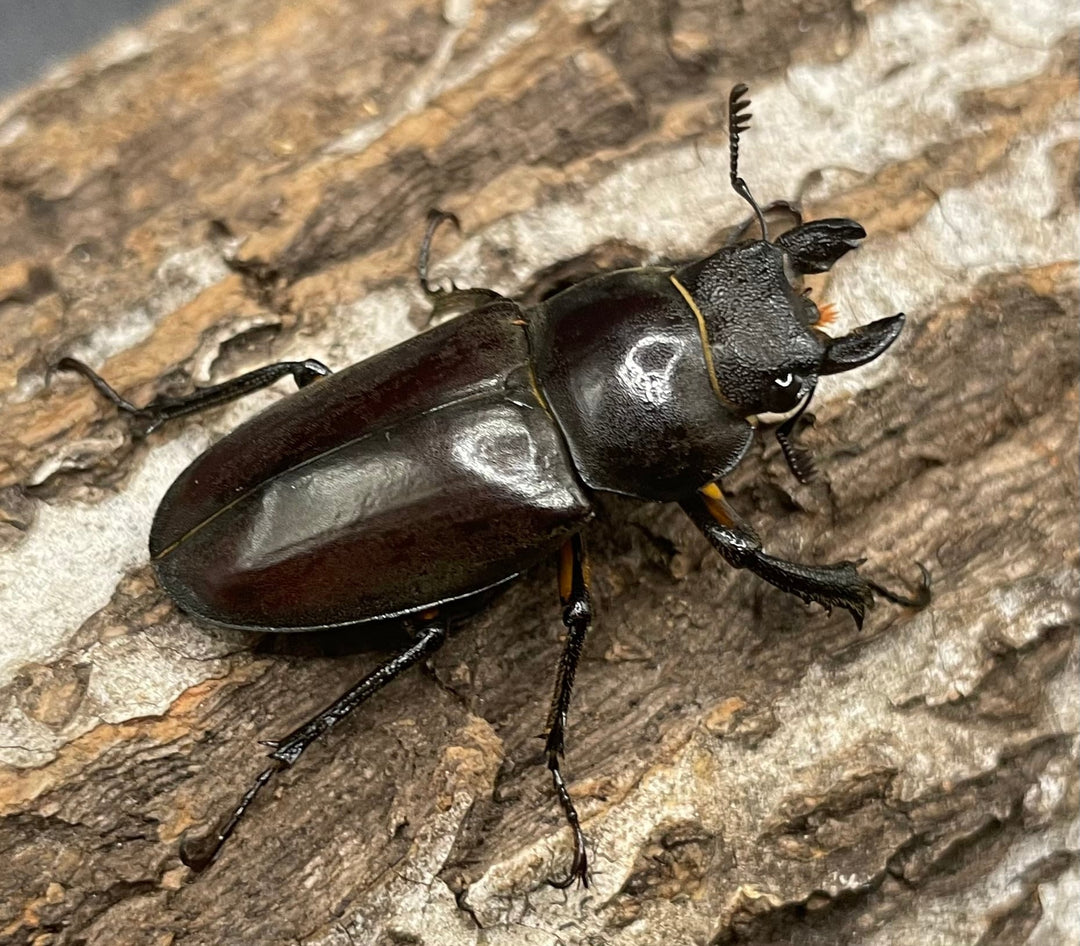 【WD】《フォントミヤマクワガタ 60mm ペア》