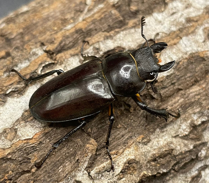 【WD】《フォントミヤマクワガタ 60mm ペア》