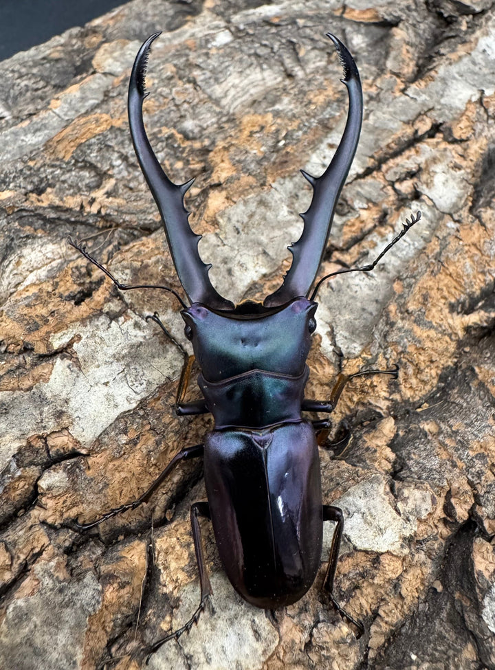 【美麗】《メタリフェルホソアカ 74mm ペア》わたくわ氏ブリード個体