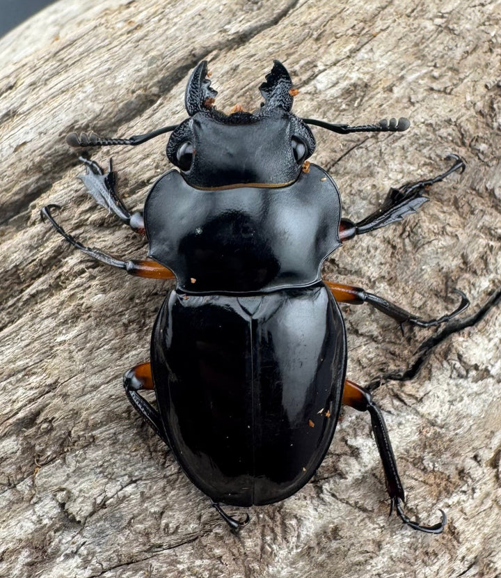 【WD】《インペリアリスツヤ亜種komorii リサル産 67mm ペア》