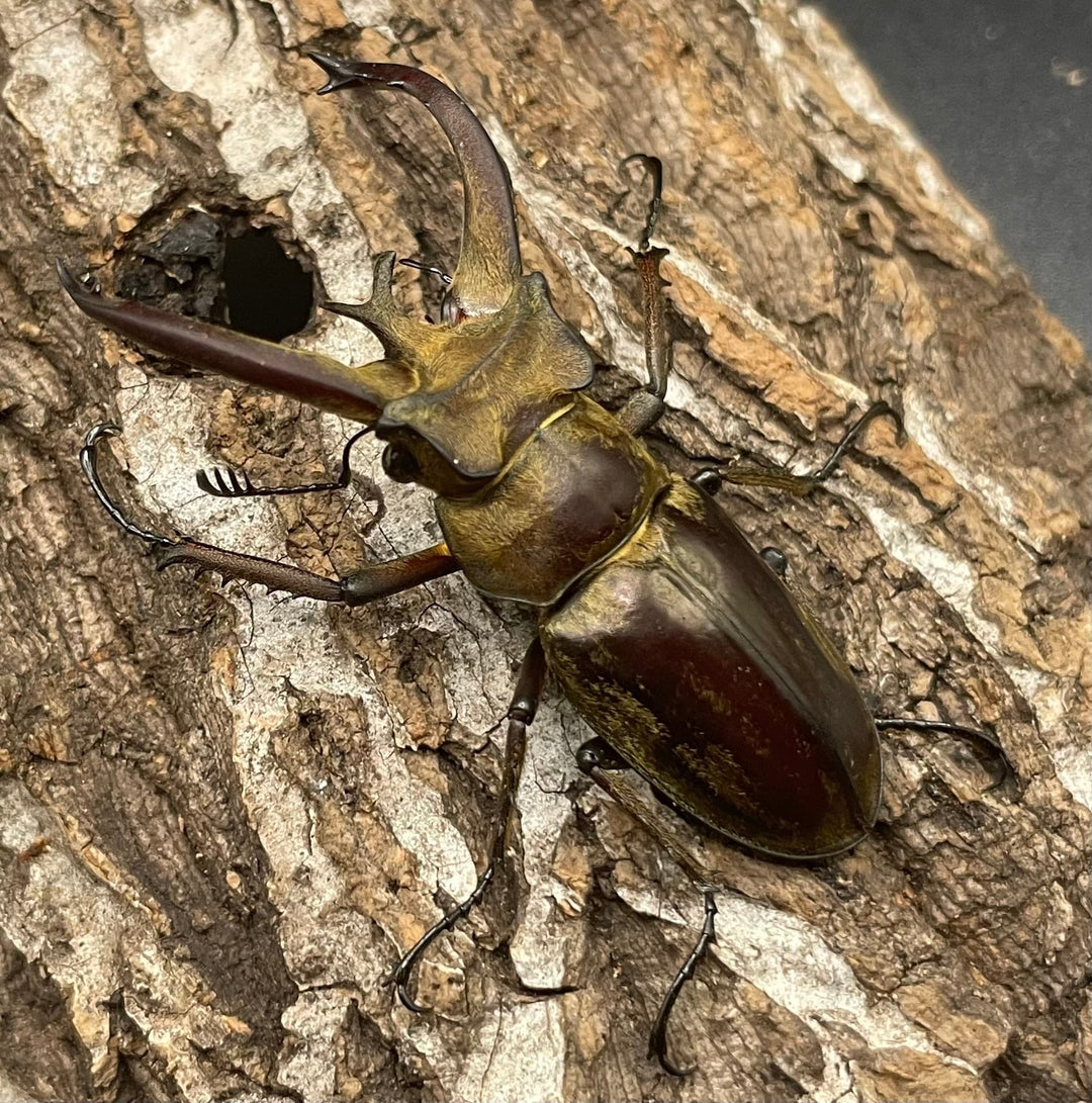 【WD】《ビクトリウスミヤマクワガタ 56mm ペア》